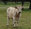 Vacas cruzadas (F1)